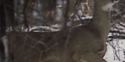 screenshot-www.youtube.com 2014-11-30 07-13-45